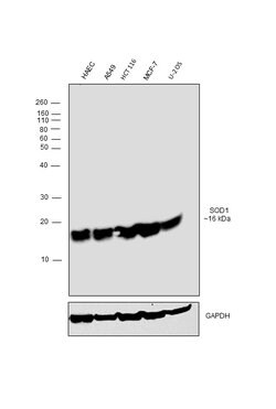 SOD1 Monoclonal Antibody (6F5), Invitrogen 100 &mu;L; Unconjugated:Antibodies,