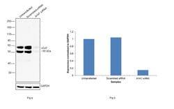 Invitrogen alpha-1 Antitrypsin Monoclonal Antibody (2B12) 100 &mu;L; Unconjugated:Antibodies,