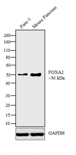 Invitrogen FOXA2 Monoclonal Antibody (7H4B7) 100 &mu;L; Unconjugated:Antibodies,
