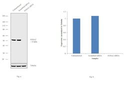 Invitrogen FOXA2 Monoclonal Antibody (7H4B7) 100 &mu;L; Unconjugated:Antibodies,