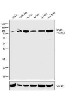 Invitrogen DAXX Monoclonal Antibody (7A11) 100 &mu;L; Unconjugated:Antibodies,
