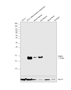 Invitrogen FABP4 Monoclonal Antibody (9B8D) 100 &mu;L; Unconjugated:Antibodies,