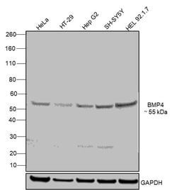 Invitrogen BMP-4 Monoclonal Antibody (10F4B4) 100 &mu;L; Unconjugated:Antibodies,