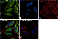 Invitrogen HSPA4 Monoclonal Antibody (5A6) 100 &mu;L; Unconjugated:Antibodies,