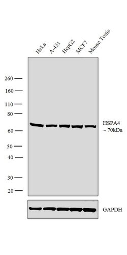 Invitrogen HSPA4 Monoclonal Antibody (5A6) 100 &mu;L; Unconjugated:Antibodies,