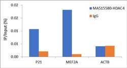 Invitrogen HDAC4 Monoclonal Antibody (7B2) 100 &mu;L; Unconjugated:Antibodies,