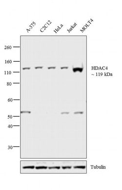 Invitrogen HDAC4 Monoclonal Antibody (7B2) 100 &mu;L; Unconjugated:Antibodies,