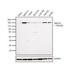Invitrogen SMC1 Monoclonal Antibody (5B6) 100 &mu;L; Unconjugated:Antibodies,