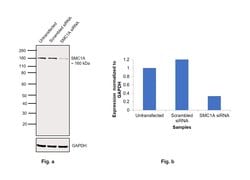 Invitrogen SMC1 Monoclonal Antibody (5B6) 100 &mu;L; Unconjugated:Antibodies,