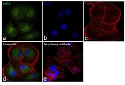Invitrogen GOT2 Monoclonal Antibody (3E9) 100 &mu;L; Unconjugated:Antibodies,