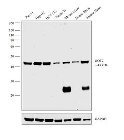 Invitrogen GOT2 Monoclonal Antibody (3E9) 100 &mu;L; Unconjugated:Antibodies,