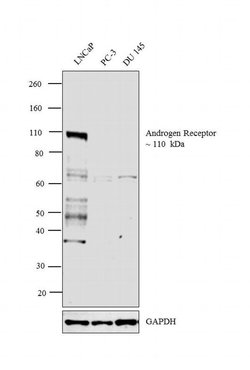 Invitrogen Androgen Receptor Monoclonal Antibody (2H8) 100 &mu;L | Buy Online | Invitrogen&trade; | Fisher Scientific