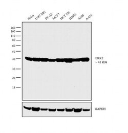 Invitrogen ERK1/ERK2 Monoclonal Antibody (3F8B3) 100 &mu;g; Unconjugated:Antibodies,