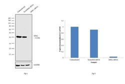Invitrogen ERK1/ERK2 Monoclonal Antibody (3F8B3) 100 &mu;g; Unconjugated:Antibodies,