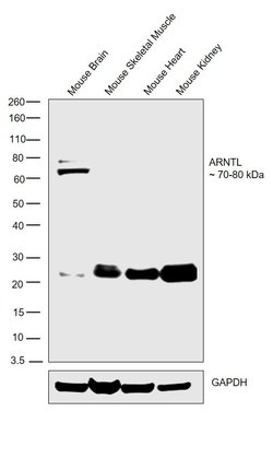Invitrogen BMAL1 Monoclonal Antibody (1C5) 100 &mu;L; Unconjugated:Antibodies,