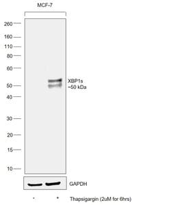 Invitrogen XBP1 Monoclonal Antibody (1C4) 100 &mu;L; Unconjugated:Antibodies,