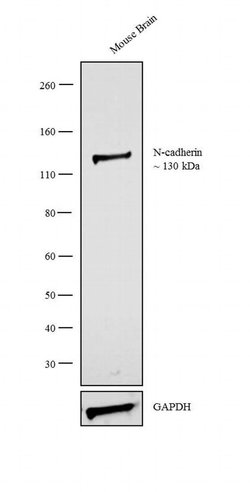 Invitrogen N-cadherin Monoclonal Antibody (5D5) 100 &mu;L; Unconjugated:Antibodies,