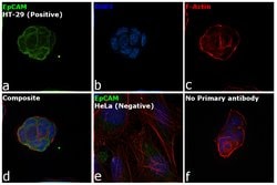 Invitrogen EpCAM Monoclonal Antibody (7E11) 100 &mu;L; Unconjugated:Antibodies,
