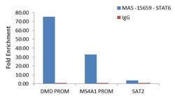 Invitrogen STAT6 Monoclonal Antibody (7D3) 100 &mu;L | Buy Online | Invitrogen&trade; | Fisher Scientific