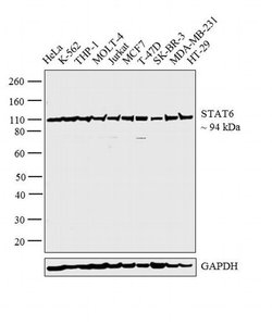 Invitrogen STAT6 Monoclonal Antibody (7D3) 100 &mu;L | Buy Online | Invitrogen&trade; | Fisher Scientific