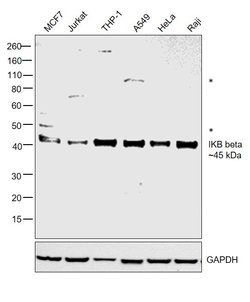 Invitrogen IkB beta Monoclonal Antibody (7B4) 100 &mu;L; Unconjugated:Antibodies,