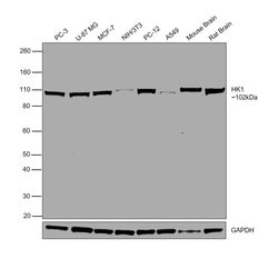 Invitrogen HK1 Monoclonal Antibody (7A7) 100 &mu;L; Unconjugated:Antibodies,