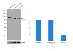 Invitrogen HK1 Monoclonal Antibody (7A7) 100 &mu;L; Unconjugated:Antibodies,