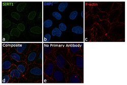 Invitrogen SIRT1 Monoclonal Antibody (1F3) 100 &mu;L; Unconjugated:Antibodies,