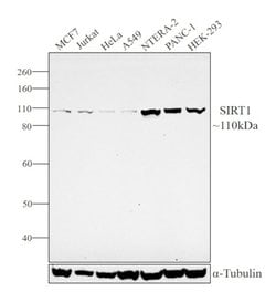 Invitrogen SIRT1 Monoclonal Antibody (1F3) 100 &mu;L; Unconjugated:Antibodies,
