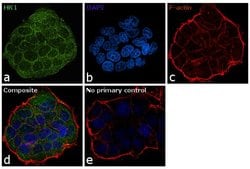 HK1 Monoclonal Antibody (3A10):Antibodies, Monoclonal