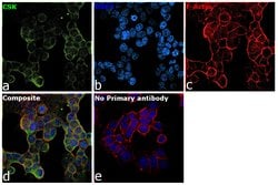 Invitrogen CSK Monoclonal Antibody (5F3) 100 &mu;L; Unconjugated:Antibodies,