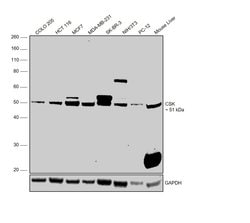 Invitrogen CSK Monoclonal Antibody (5F3) 100 &mu;L; Unconjugated:Antibodies,