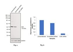 Invitrogen CSK Monoclonal Antibody (5F3) 100 &mu;L; Unconjugated:Antibodies,