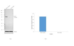 Invitrogen STAT3 Monoclonal Antibody (3B5) 100 &mu;L; Unconjugated:Antibodies,