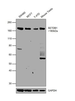 Invitrogen SETDB1 Monoclonal Antibody (5H6D4) 100 &mu;L; Unconjugated:Antikroppar