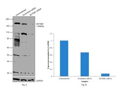 Invitrogen SETDB1 Monoclonal Antibody (5H6D4) 100 &mu;L; Unconjugated:Antikroppar