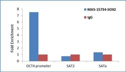 SOX2 Monoclonal Antibody (10F10):Antibodies, Monoclonal