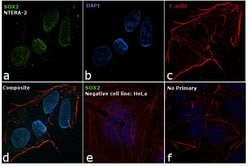 SOX2 Monoclonal Antibody (10F10):Antibodies, Monoclonal