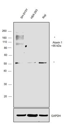 Invitrogen Ataxin 1 Monoclonal Antibody (2F5) 100 &mu;L; Unconjugated:Antibodies,