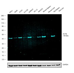 beta Actin Loading Control Monoclonal Antibody (BA3R), DyLight 488 50 &mu;L;