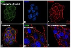 Invitrogen XBP1 Monoclonal Antibody (3H1G4) 100 &mu;g; Unconjugated:Antibodies,