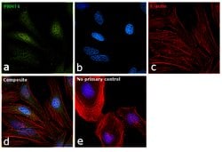 Invitrogen PRMT4 Monoclonal Antibody (3H2) 100 &mu;L; Unconjugated:Antibodies,