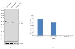 Invitrogen PRMT4 Monoclonal Antibody (3H2) 100 &mu;L; Unconjugated:Antibodies,