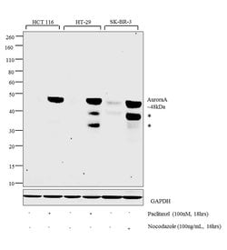 Invitrogen Aurora A Monoclonal Antibody (4G10) 100 &mu;L; Unconjugated:Antibodies,