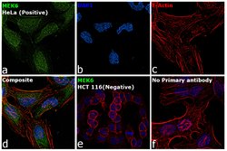 Invitrogen MEK6 Monoclonal Antibody (3H12C8) 100 &mu;L; Unconjugated:Antibodies,