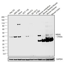 Invitrogen MEK6 Monoclonal Antibody (3H12C8) 100 &mu;L; Unconjugated:Antibodies,