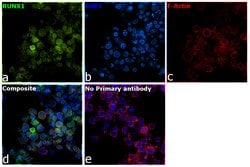 Invitrogen RUNX1 Monoclonal Antibody (5A1) 100 &mu;L; Unconjugated:Antibodies,