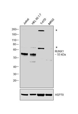 Invitrogen RUNX1 Monoclonal Antibody (5A1) 100 &mu;L; Unconjugated:Antibodies,