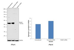 Invitrogen RUNX1 Monoclonal Antibody (5A1) 100 &mu;L; Unconjugated:Antibodies,