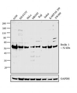 Invitrogen Beclin 1 Monoclonal Antibody (2A4) 100 &mu;L; Unconjugated:Antibodies,